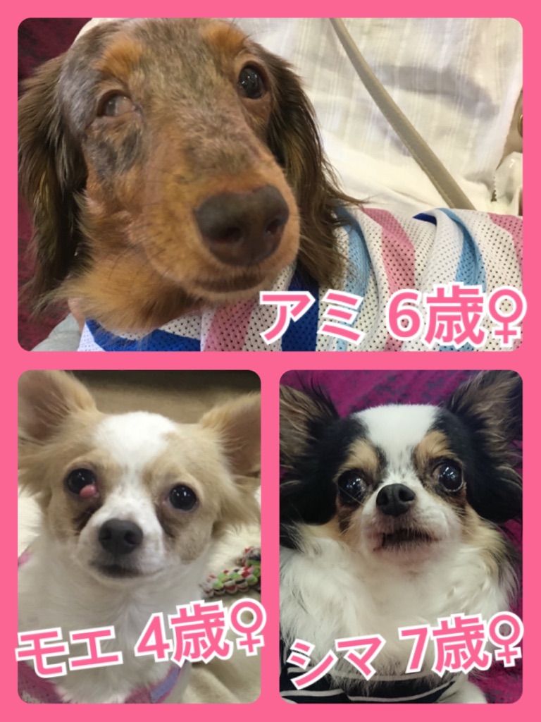 🐾里親様募集中ワンコメンバー🐶2018,6,19